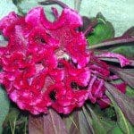 2011-11-30_Cardinales