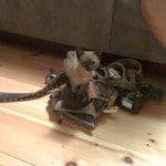 Rowdee cat toolbelt