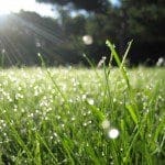 Grass Dew it: Grass is a cool weather plant.