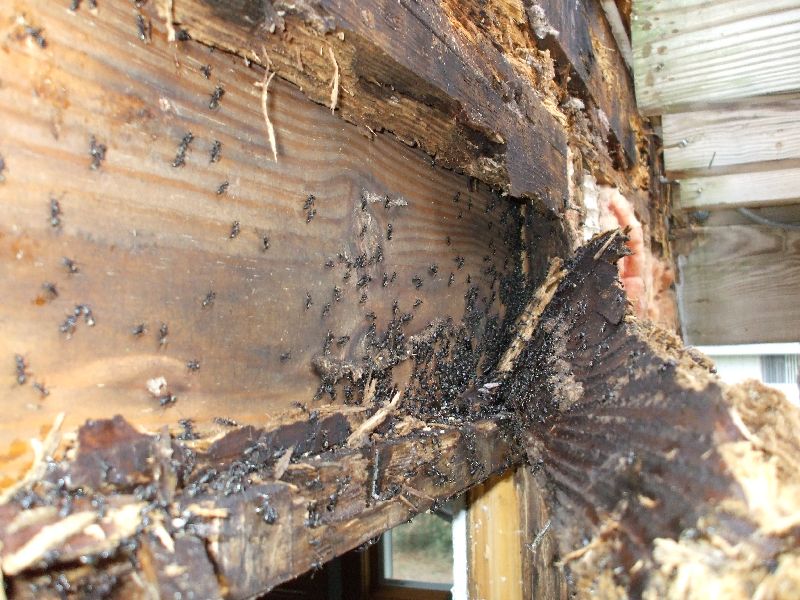Termites damage