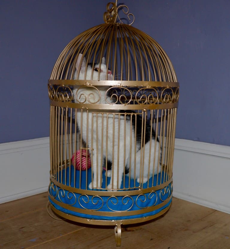 A birdcage makeover into a DIY cat bed. Sylvester the cat would be proud.