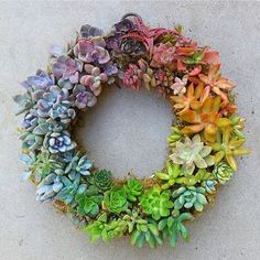 succulents hossdesign myfixituplife wreath