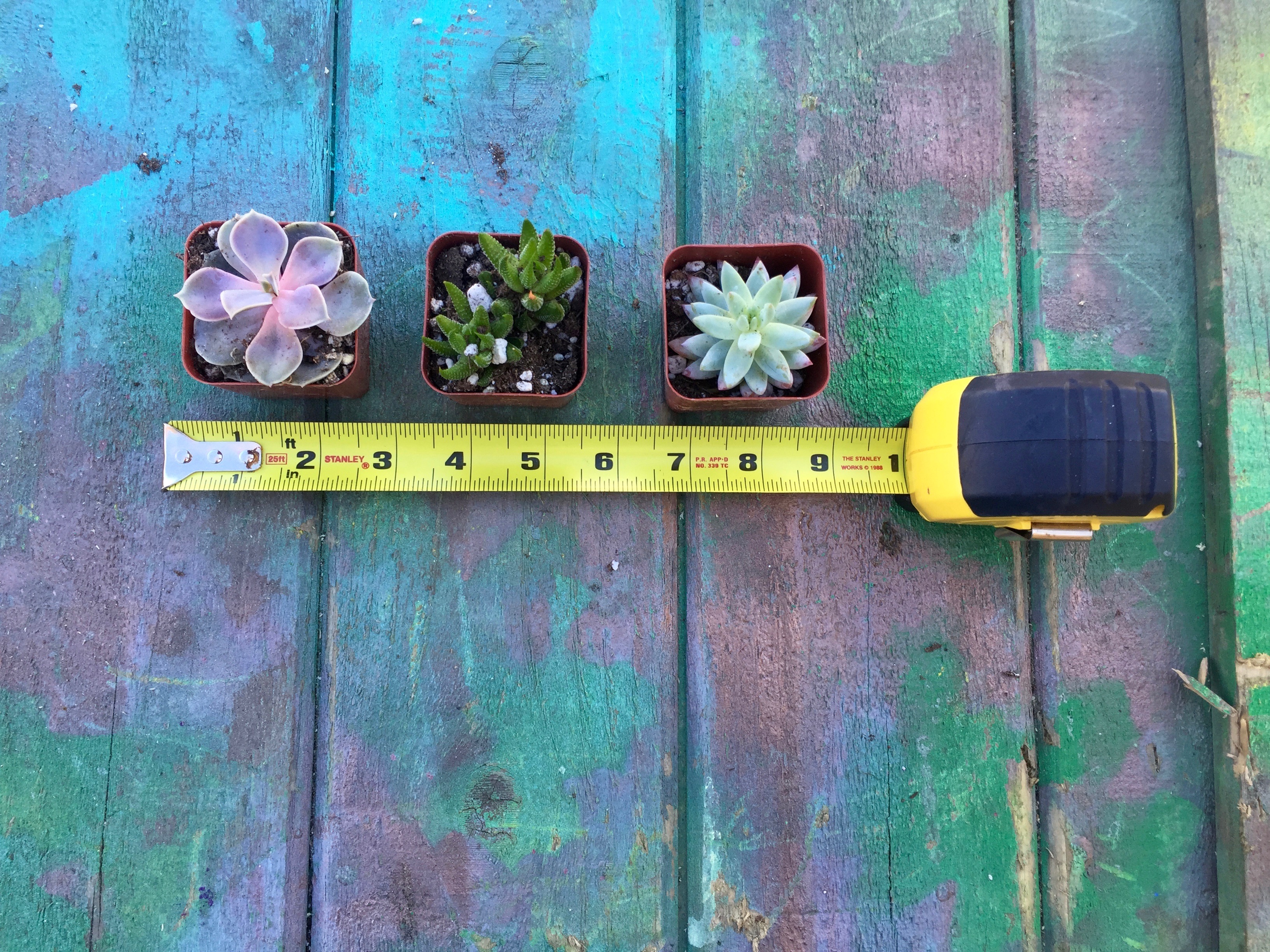 1 measure succulents indoor wall garden Minwax Succulent Pallet Wood Wall Art