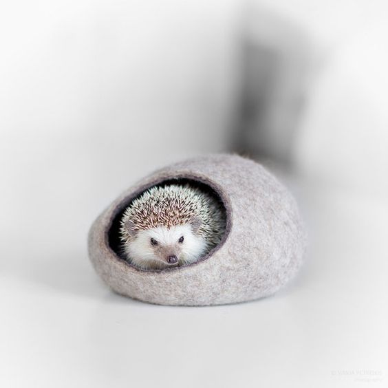 hedgehog bed minimal Pet home Hossdesign MyFixitUpLife