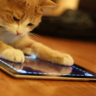 Cat playing an app game on a tablet