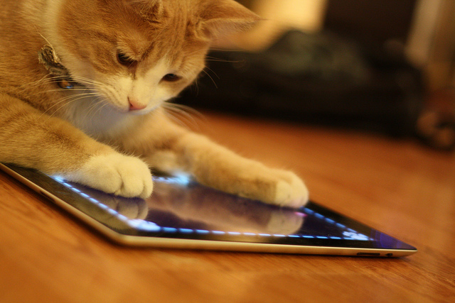 Cat playing an app game on a tablet