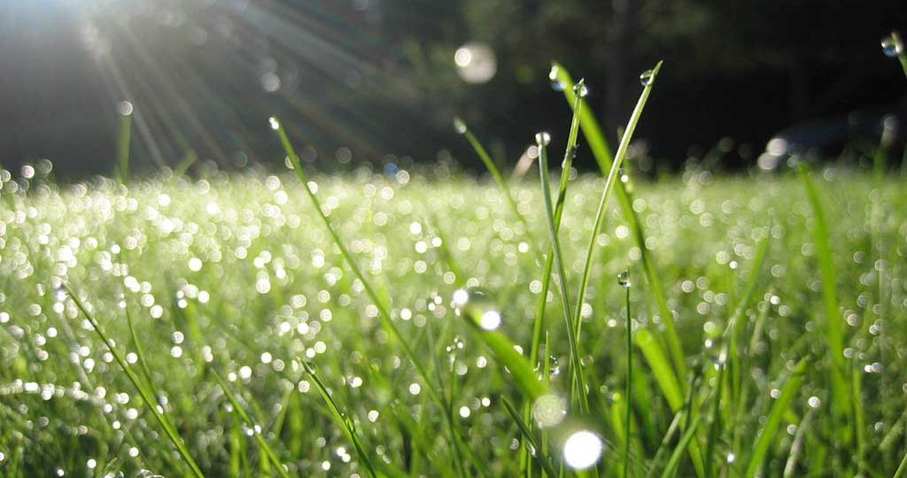 Dew it: Grass is a cool weather plant.