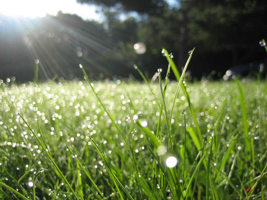 Dew it: Grass is a cool weather plant.