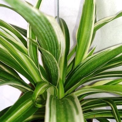 Spider plants naturally help clean the air. And I never have to remind it to do its chores. Natural cleaners MyFixitUpLife