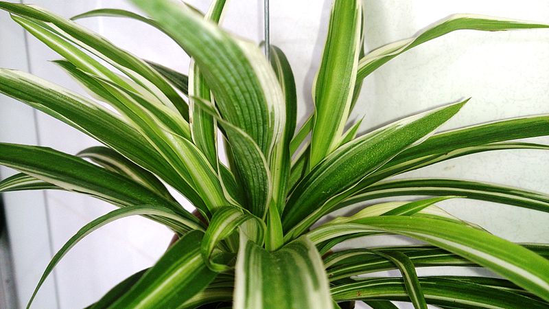 Spider plants naturally help clean the air. And I never have to remind it to do its chores. Natural cleaners MyFixitUpLife