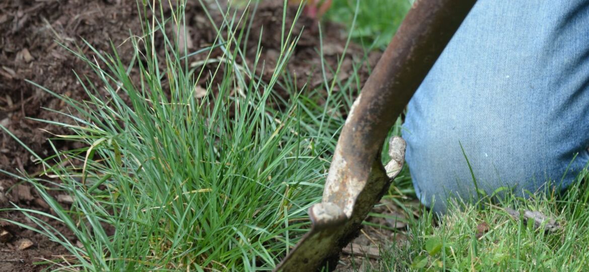 Get Rid of Onion Grass - Green Lawn Fertilizing