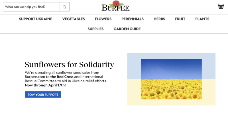 sunflowers for Ukraine burpee