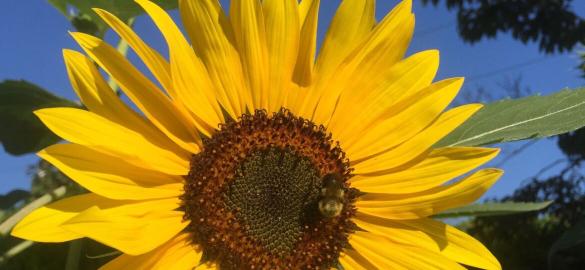 Sunflowers for Ukraine