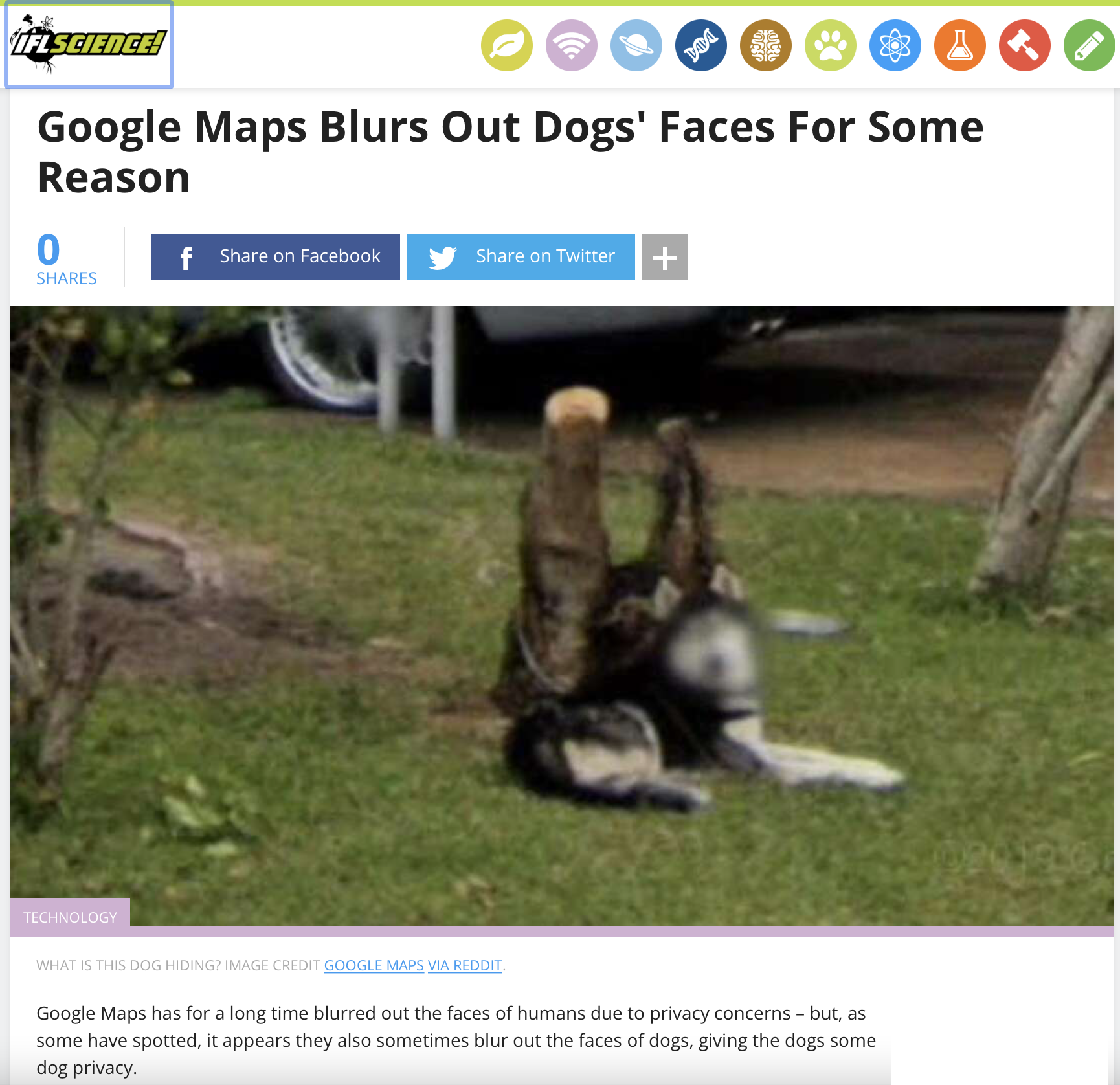 Dog Privacy Google