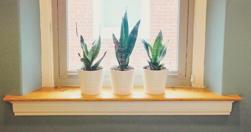 Snake plants window sill - indoor air quality