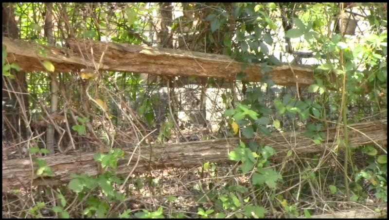 Split Rail Fence tangled in weeds MyFixitUpLife